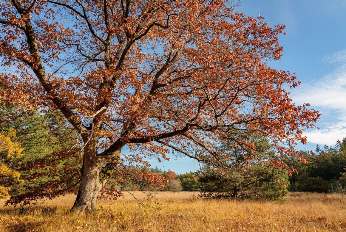 Herfst - Gonny Sleurink.jpg