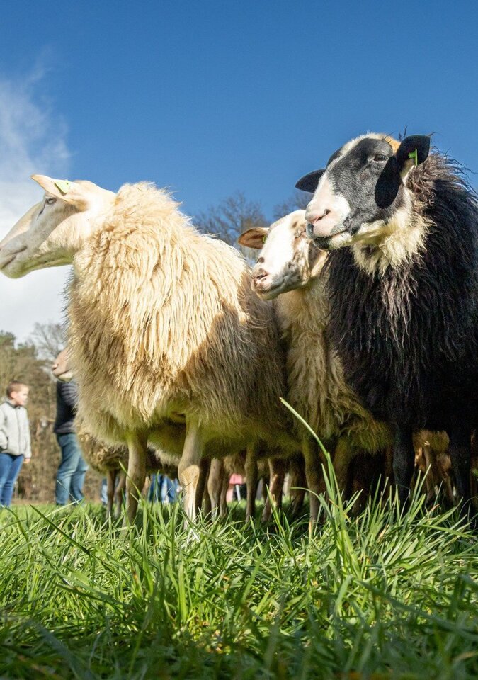 Schapendrijven - Gonny Sleurink.jpg