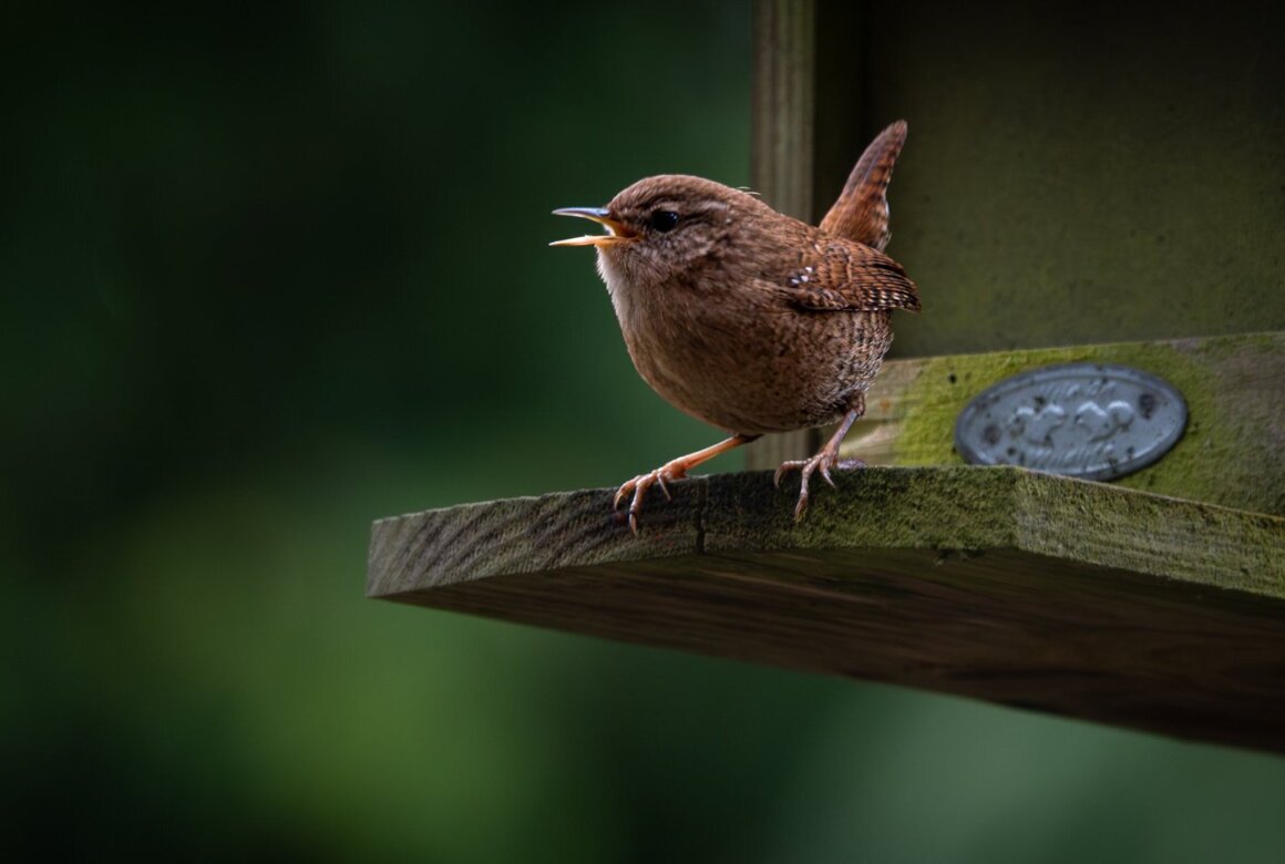 Winterkoning Fred Traanman.jpg