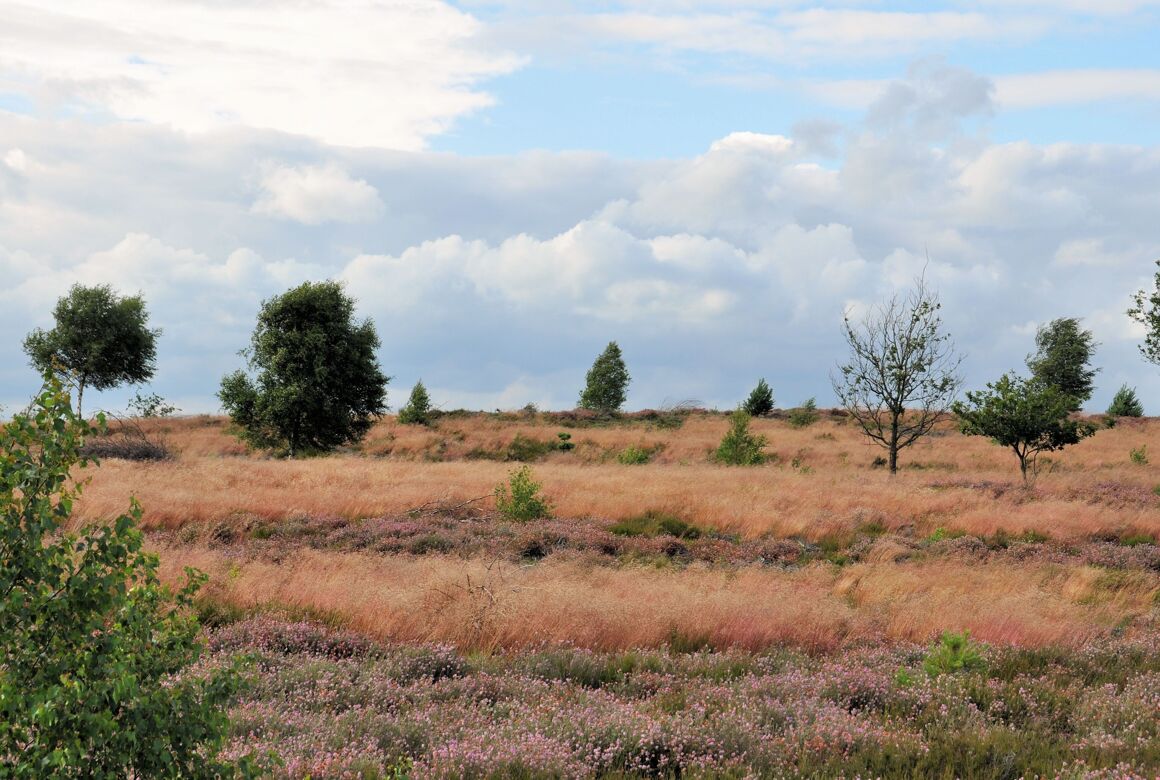 DSC_0687.JPG