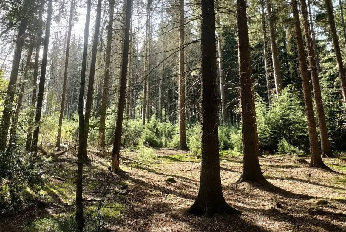 Richard-Koopman-Bos- met-tegenlicht