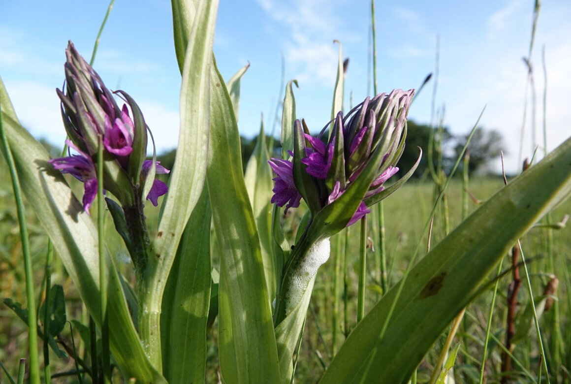 Rietorchis, Mark Zekhuis.jpg