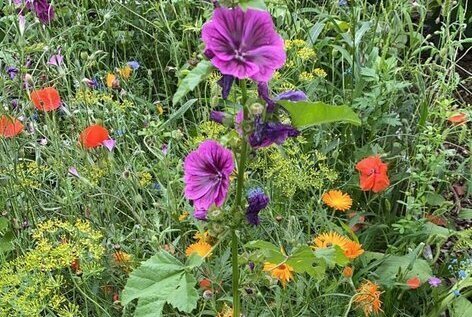 6951-Foto meerjarig bloemenzaad.jpg