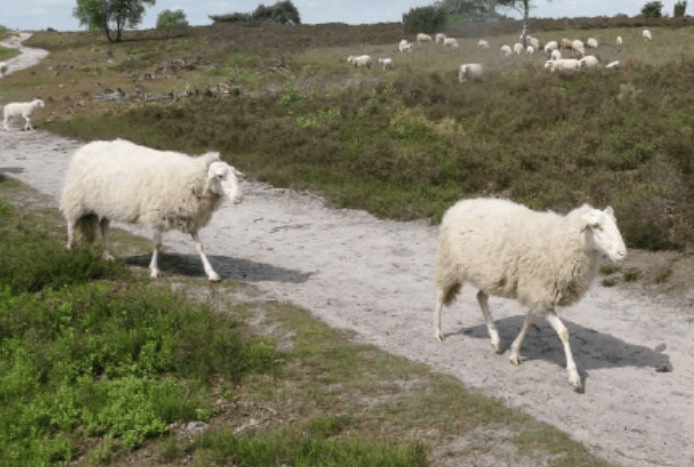 Schermafbeelding 2026-01-09 om 13.21.45.png