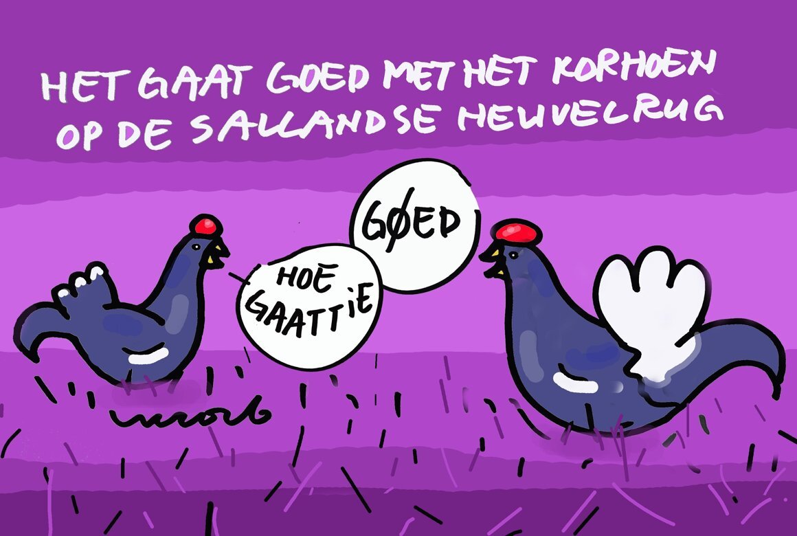 Korhoen goed 4x6